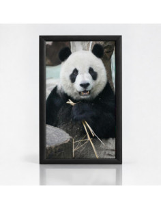 Topný obraz Panda žvýkající bambus | Infrapanel na míru